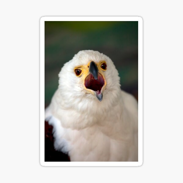 African Fish Eagle Sticker