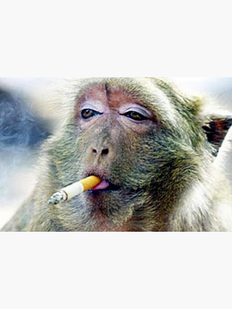 monkey addicted to cigarettes Smoking Monkey Meme Masks Merch & Gifts for Sale