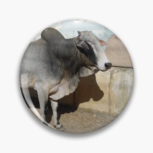 Item preview, Cow outside a haveli in Mandawa in Rajasthan India designed and sold by cuisinecat2.