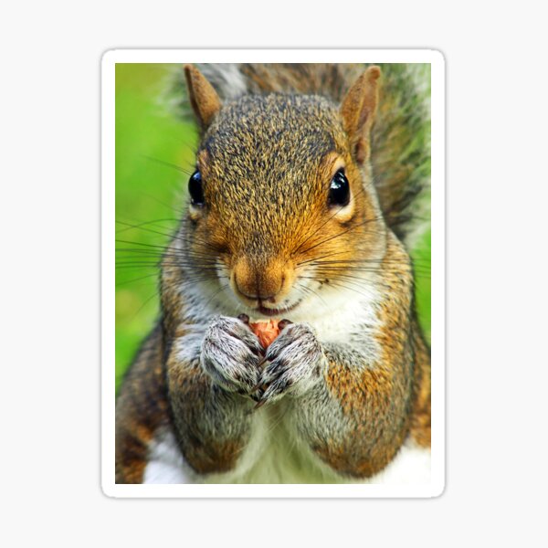 Squirrel Sticker