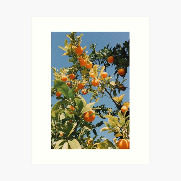 Vintage Oranges Art Print