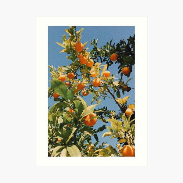 Vintage Oranges Art Print