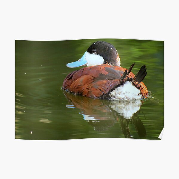 Ruddy Duck Reflections Poster