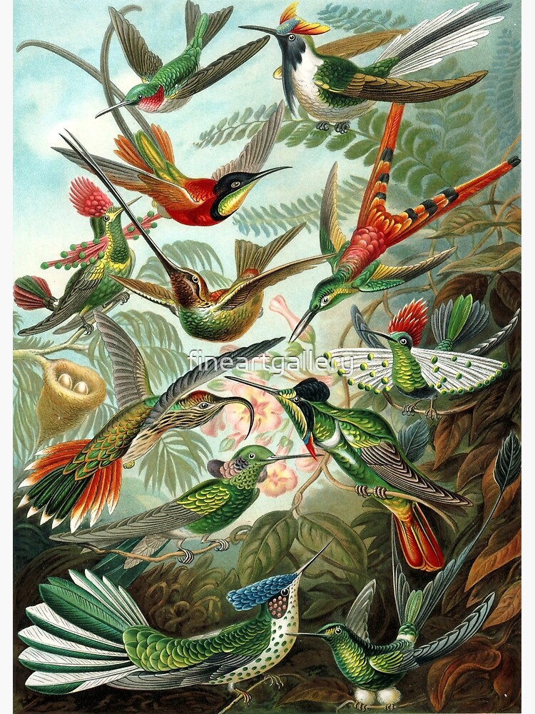Disover Ernst Haeckel Hummingbirds Premium Matte Vertical Poster