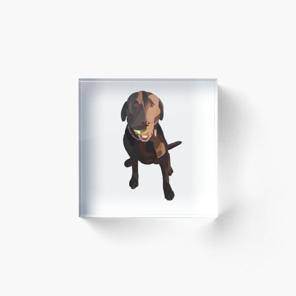 Zoey the Chocolate Lab Acrylic Block
