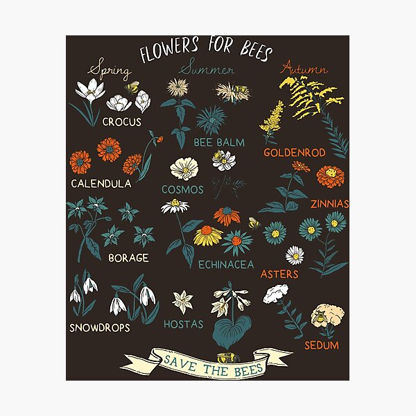 Flowers For Bees (Color) Photographic Print