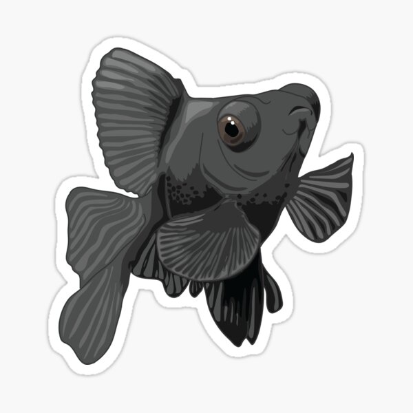 black moor panda goldfish