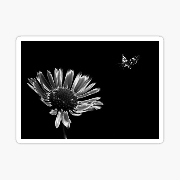 Daisy Sticker