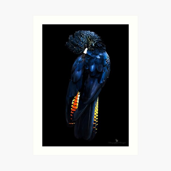 Red Tail Black Cockatoo Art Print