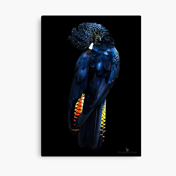 Red Tail Black Cockatoo Canvas Print