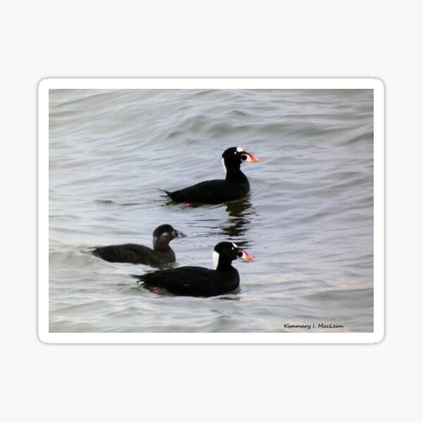 Item preview, Surf Scoters designed and sold by Kimmary.