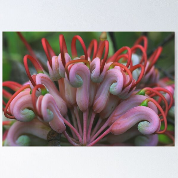 Item preview, Grevillea heliosperma designed and sold by andrachne.