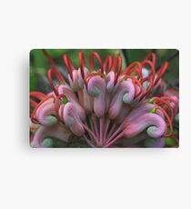 Grevillea heliosperma Canvas Print