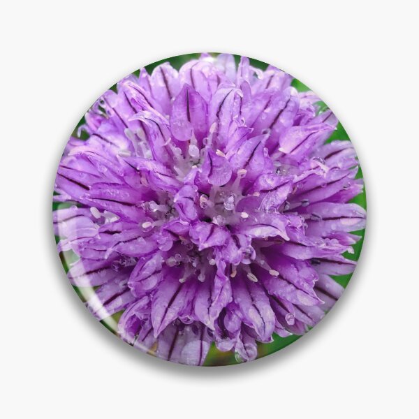 Item preview, Lavender Chives Blossom  designed and sold by GDGCreations.