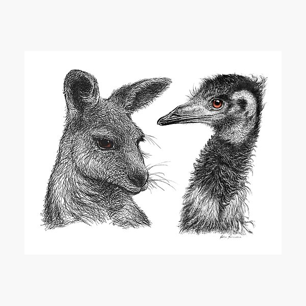 Australian Kangaroo and Emu Drawing Design - Australiana Photographic Print