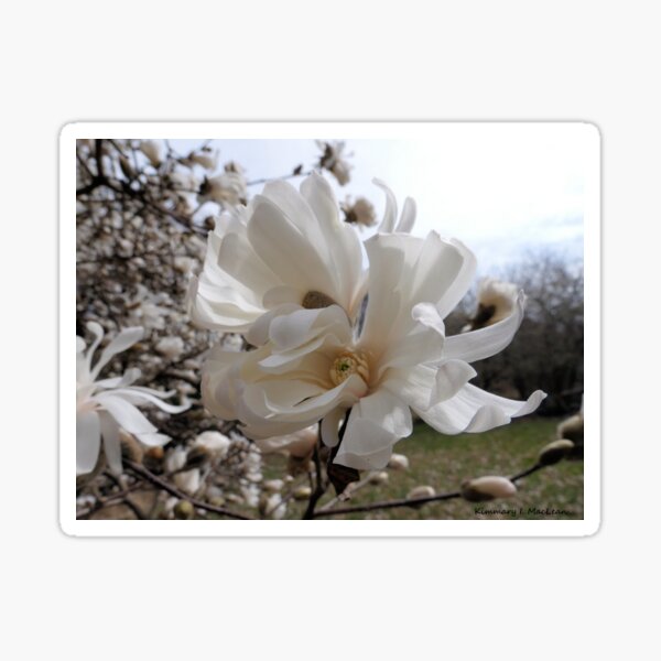 Star Magnolias in the Wind Sticker