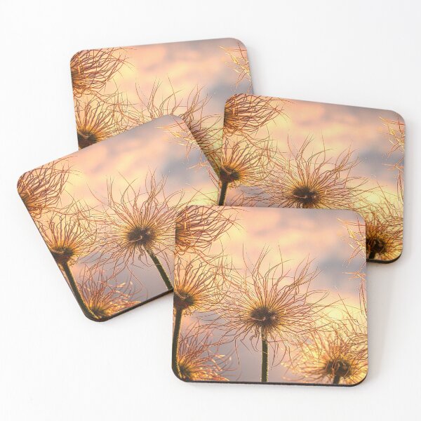 Item preview, Pasqueflower Progression designed and sold by mahnkephotos.