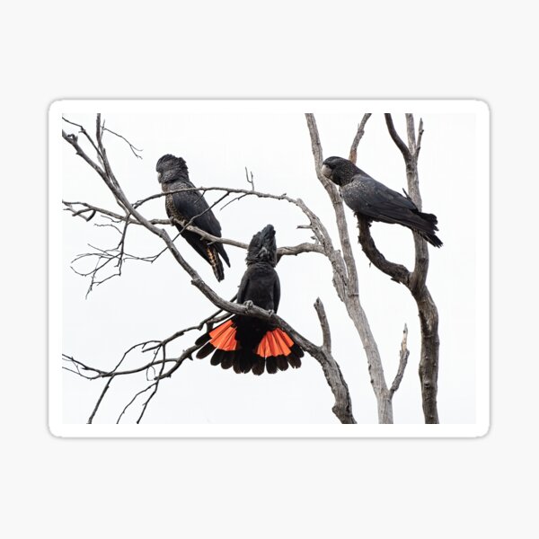 Item preview, Red-Tailed Black Cockatoos designed and sold by Ladyshark.