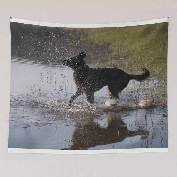 Item preview, Beauceron dog having fun in puddles in the meadow	 designed and sold by EstelleRossetti.