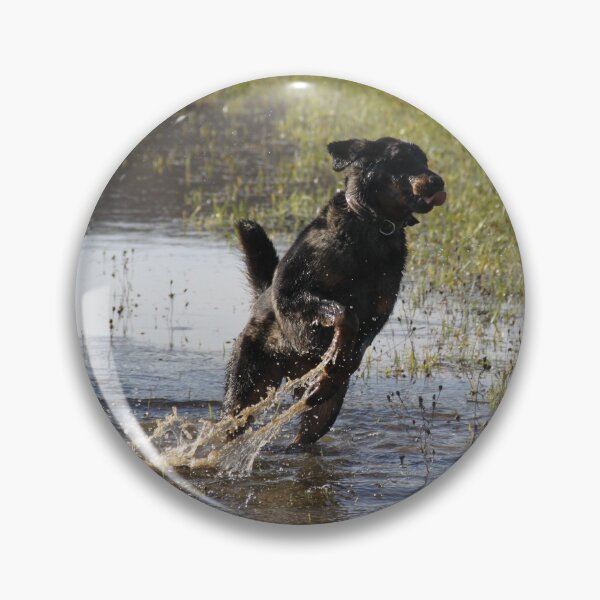 Item preview, Beauceron dog having fun in puddles in the meadow	 designed and sold by EstelleRossetti.