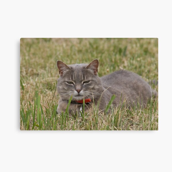 Inscrutable Canvas Print
