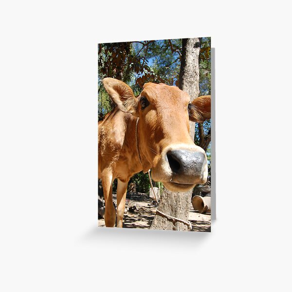 Hello cow Greeting Card
