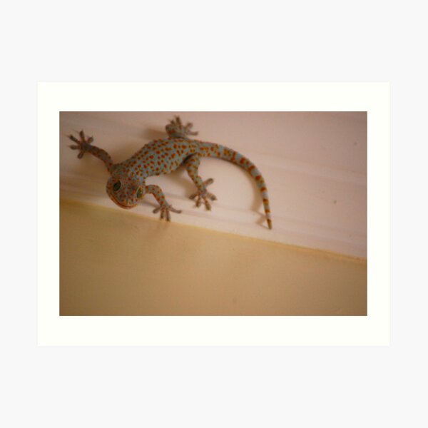 Fabulous Gecko Art Print