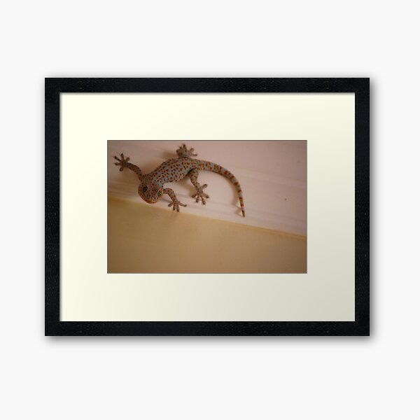 Fabulous Gecko Framed Art Print