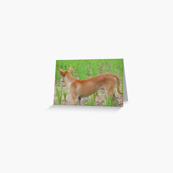 Rice paddy puppy Greeting Card