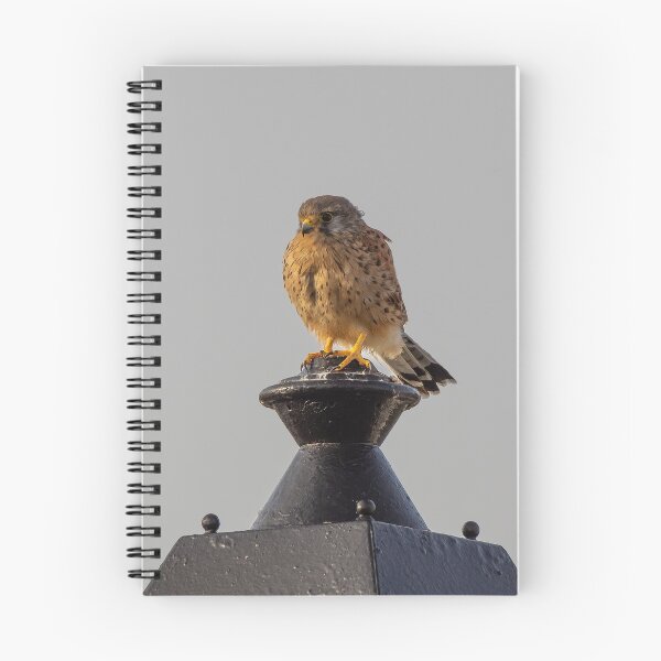 Item preview, Kestrel designed and sold by iCimages.net.