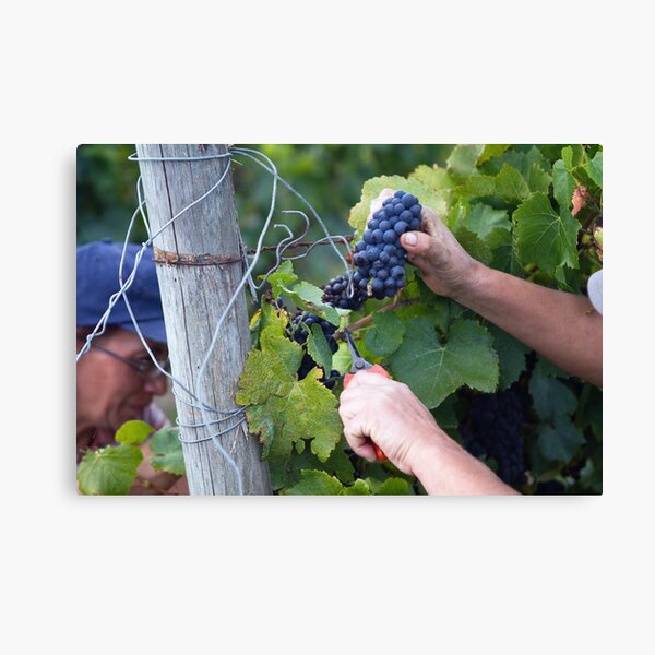 Item preview, grape harvest designed and sold by Carine LUTT.