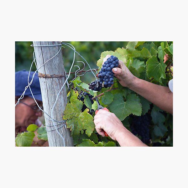 Item preview, grape harvest designed and sold by Carine LUTT.