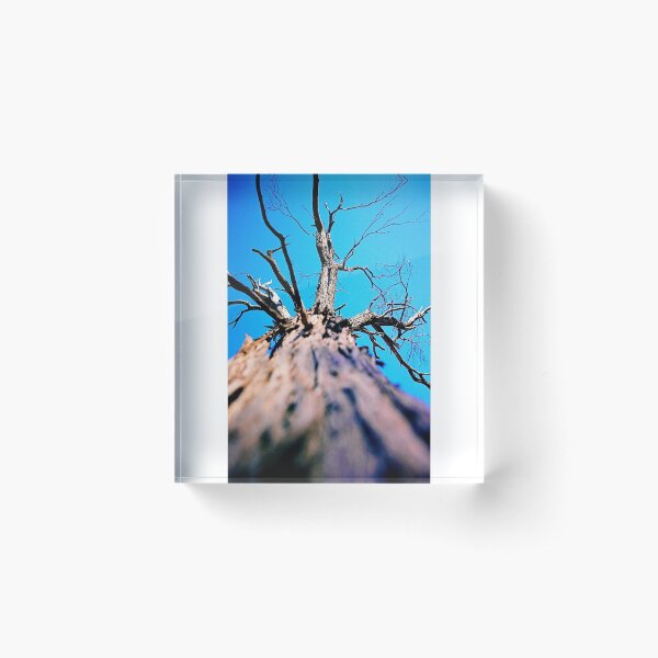 Item preview, Lookin up a tree designed and sold by AndyFeltonPix.