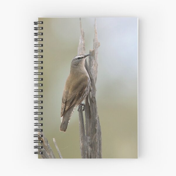 Artikelvorschau, Weißbrauen Treecreeper entworfen und verkauft von Rob Drummond.