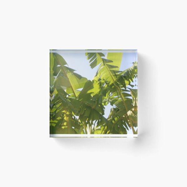 Item preview, A Jungle Of Banana Leaves Abstract Photography designed and sold by taiche.