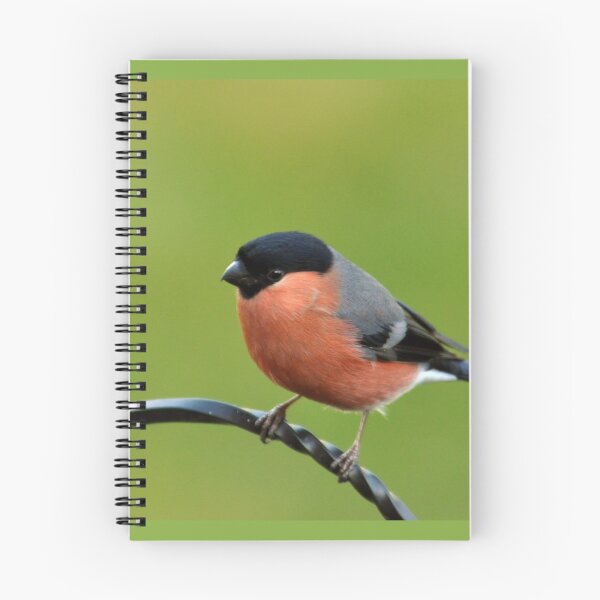 Item preview, Bullfinch (Pyrrhula pyrrhula) designed and sold by Chris Monks.
