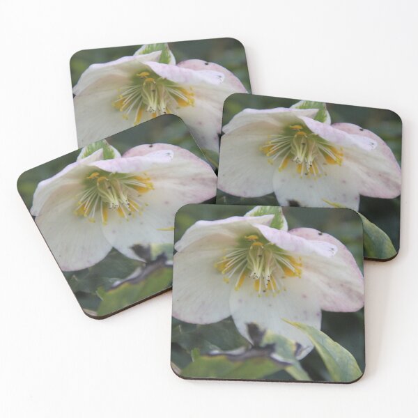 Item preview, Black hellebore white flower medicinal plant  designed and sold by EstelleRossetti.