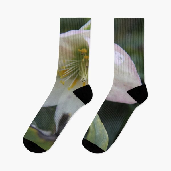 Item preview, Black hellebore white flower medicinal plant  designed and sold by EstelleRossetti.