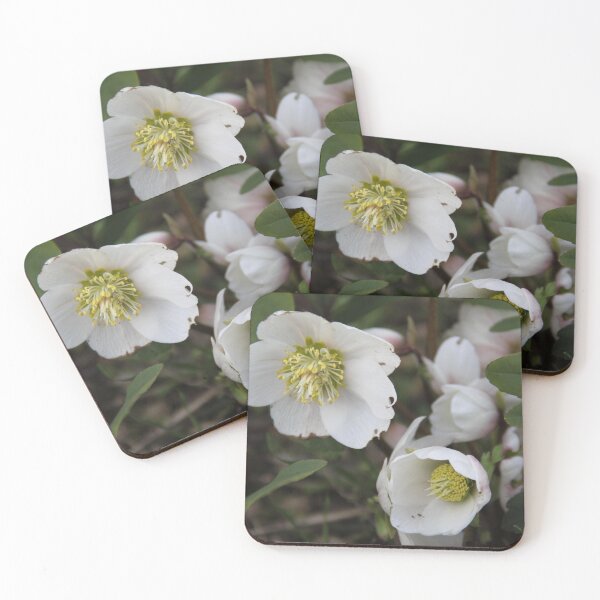 Item preview, Black hellebore white flower medicinal plant designed and sold by EstelleRossetti.