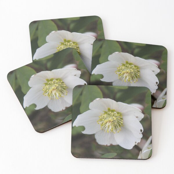 Item preview, Black hellebore white flower medicinal plant designed and sold by EstelleRossetti.