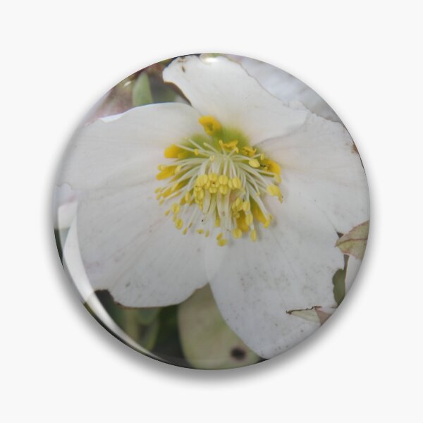 Artikelvorschau, Black hellebore white flower medicinal plant entworfen und verkauft von EstelleRossetti.