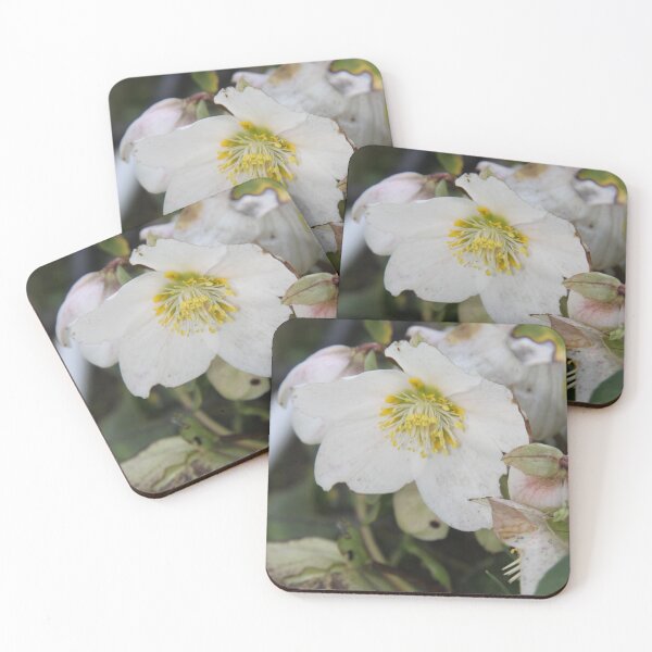 Item preview, Black hellebore white flower medicinal plant designed and sold by EstelleRossetti.