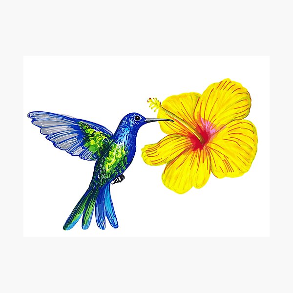 Impression Photo Colibri Bleu Avec Fleur D Hibiscus Jaune Par Colibri77 Redbubble