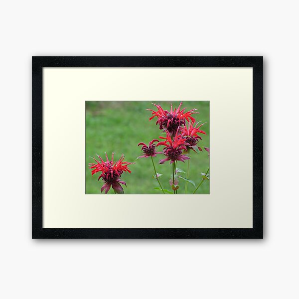 Red Flowers Framed Art Print