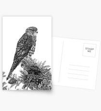 MERLIN (Bird of Prey) Postcards