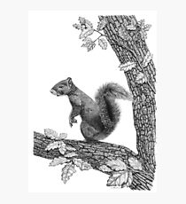 Mr Squirrel Photographic Print