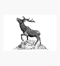 Stag Photographic Print