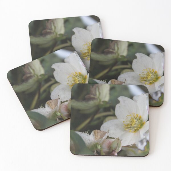 Item preview, Black hellebore white flower medicinal plant  designed and sold by EstelleRossetti.