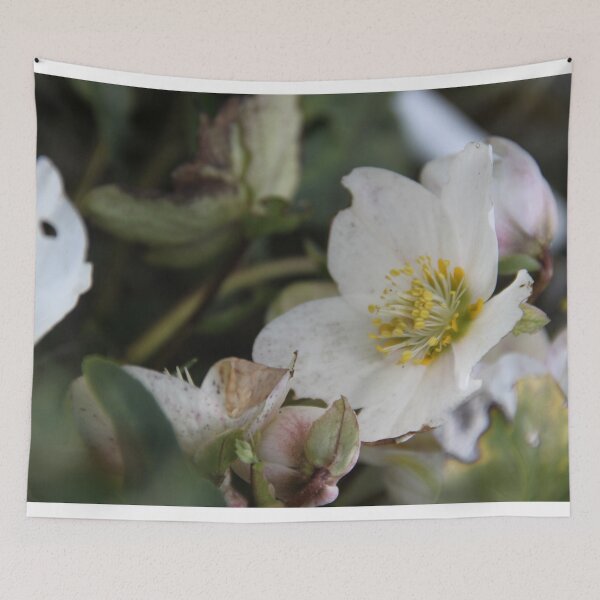 Item preview, Black hellebore white flower medicinal plant  designed and sold by EstelleRossetti.