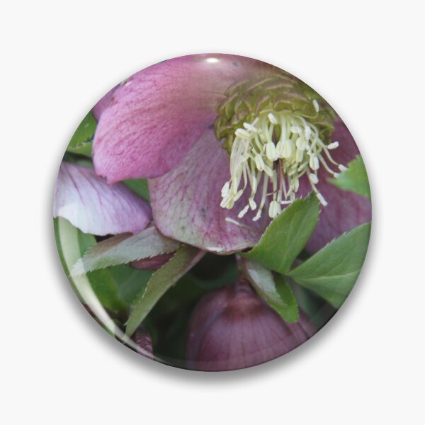 Artikelvorschau, Black hellebore flower medicinal plant	 entworfen und verkauft von EstelleRossetti.